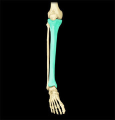 <p>the medial and larger bone of the lower leg.</p>