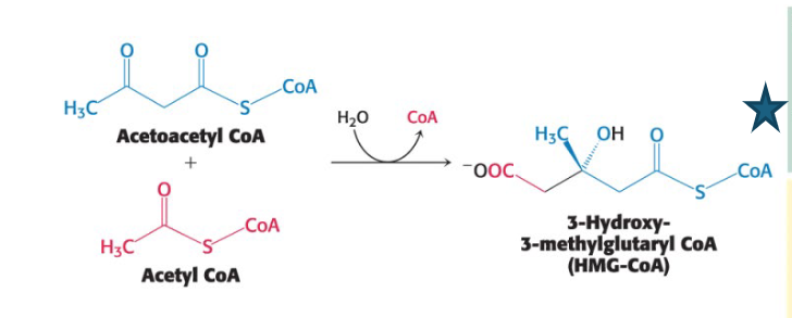 <p>The first stage takes place in the <strong>cytoplasm.</strong></p><ul><li><p><strong>This set of reactions starts with the formation of 3- hydroxy-3-methylglutaryl CoA (HMG-CoA) from acetyl CoA and acetoacetyl CoA.</strong></p></li></ul><p></p>