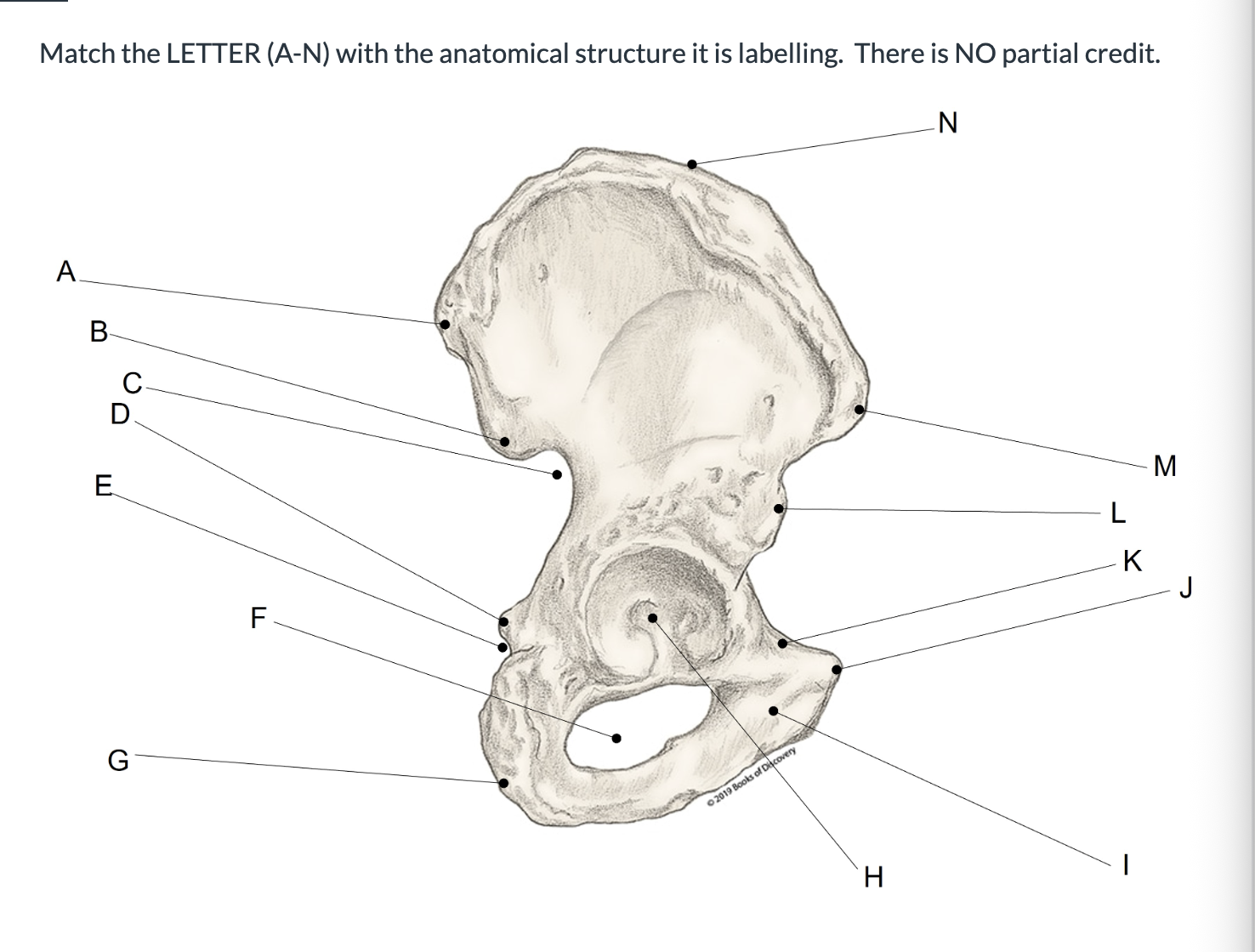 <p><span>Match the LETTER (A-N) with the anatomical structure it is labelling. &nbsp;There is NO partial credit.</span></p>
