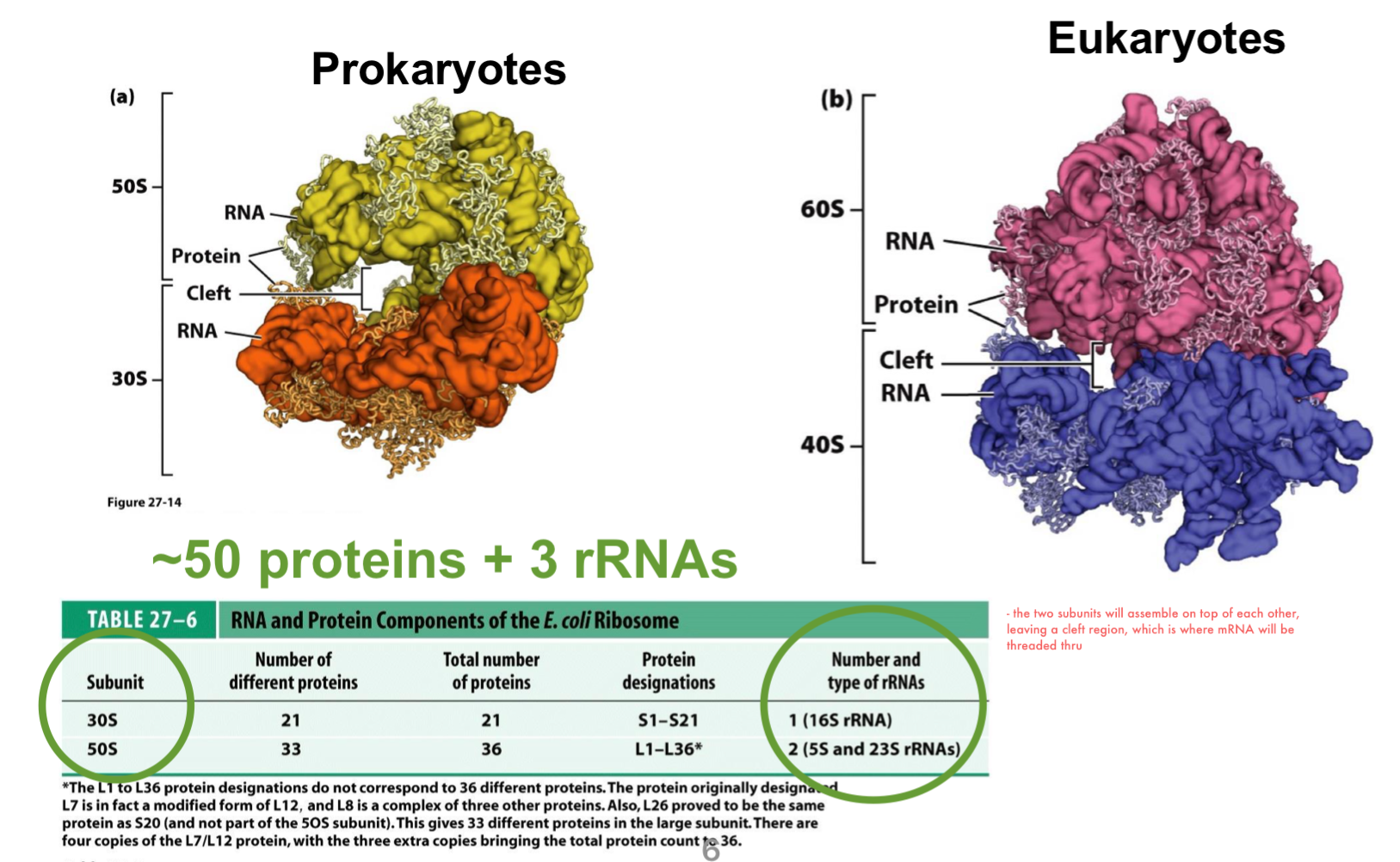 <ul><li><p>prokaryotic and eukaryotic ribosomes have similar architectures, with eukaryotes being larger</p></li><li><p>prokaryotic ribosome is formed by the <strong>30S and 50S subunits</strong></p><ul><li><p>the two subunits will assemble on top of each other, leaving a cleft region, which is where mRNA will be threaded thru</p></li></ul></li><li><p>it contains ~50 proteins and 3 major rRNA molecules: 5S and 23S in the large subunit and 16S in the small subunit</p></li></ul><p></p>