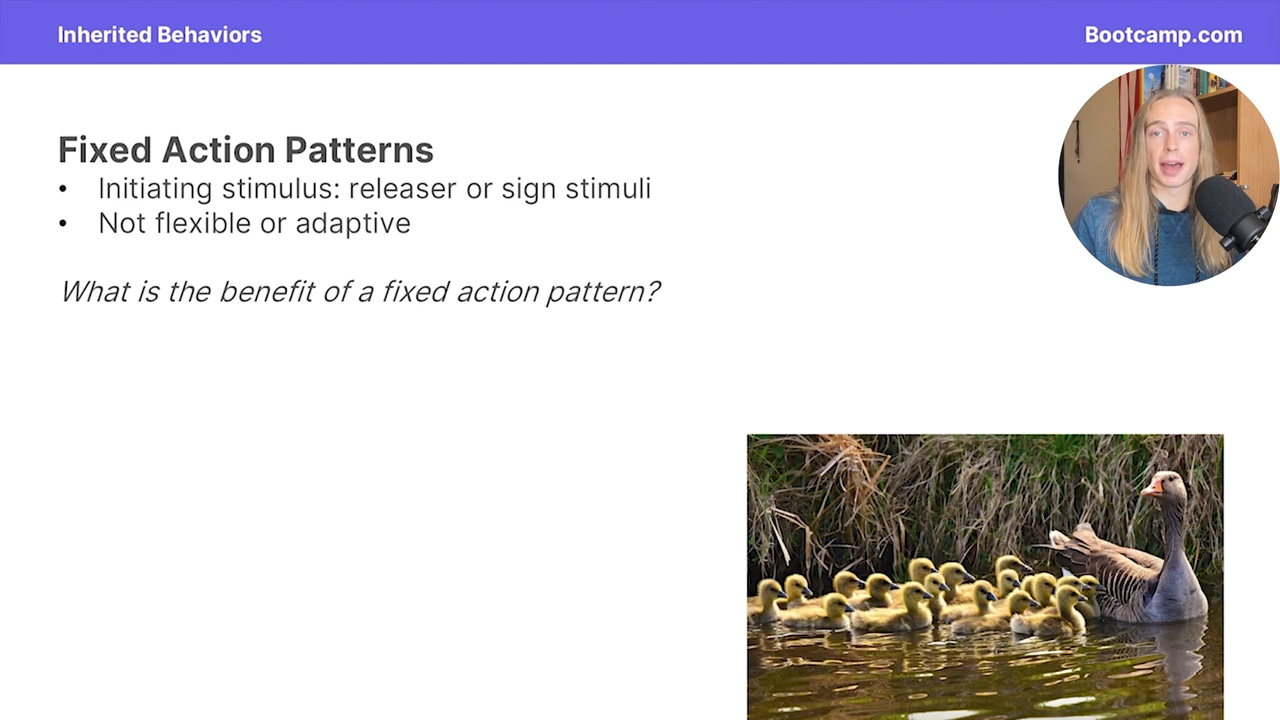<p>what triggers a fixed action pattern </p>