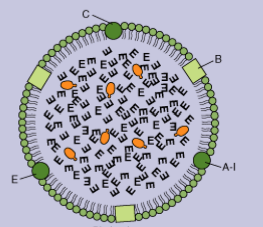 <p>which lipoprotein is this?</p>