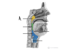 <p>A</p>
