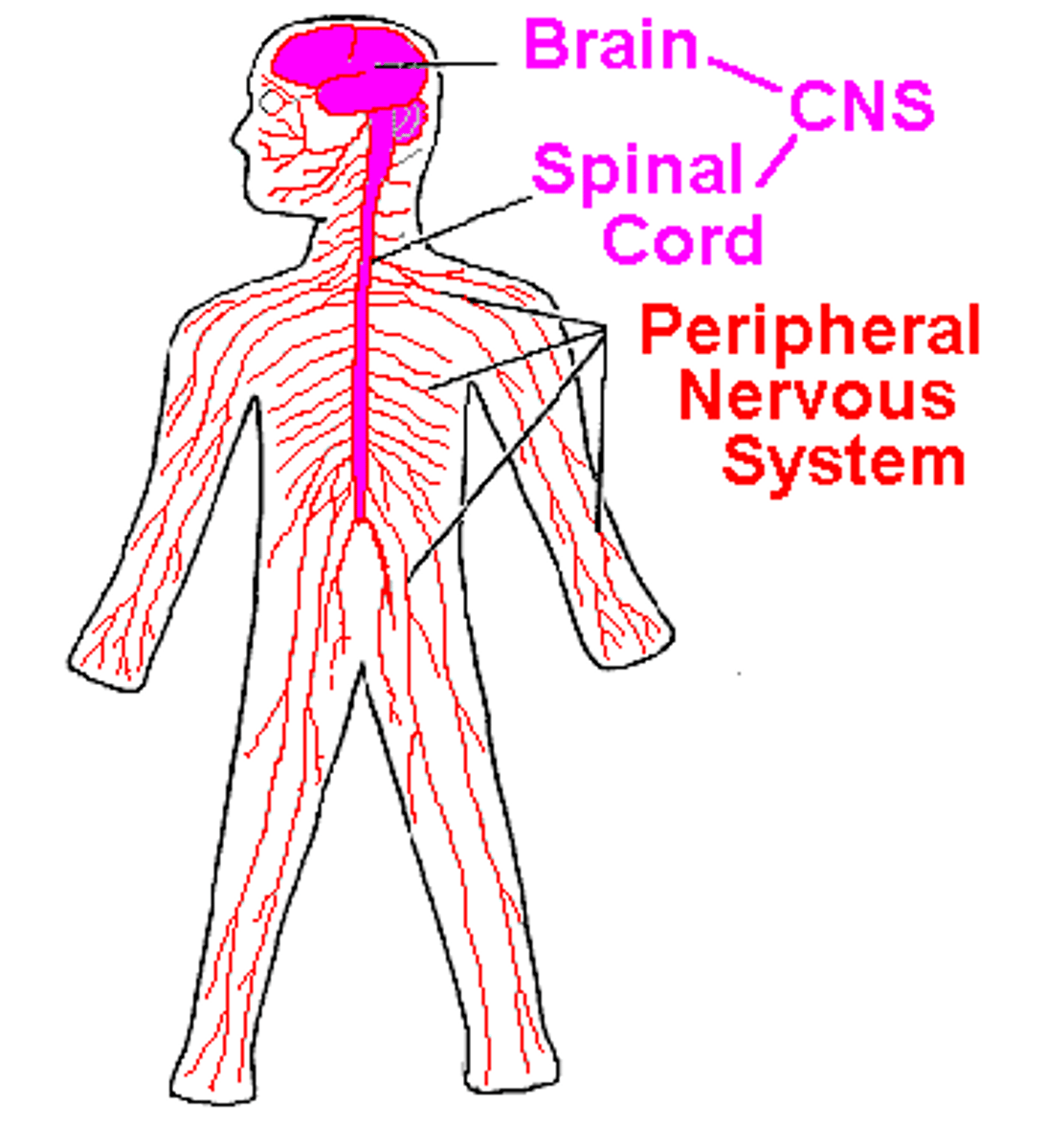 <p>A division of the nervous system consisting of all nerves that are not part of the brain or spinal cord.</p>