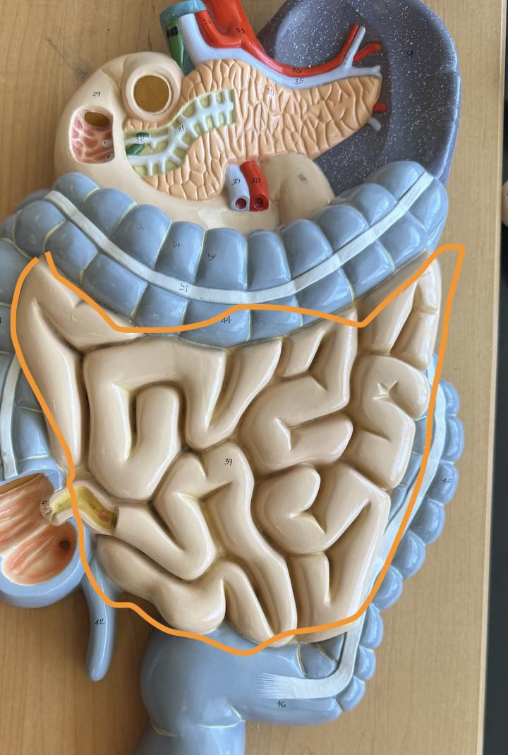 <p>Produces digestive juices + enzymes to bread down food + empties it inot the large intestine, also absorbs nutrients</p>