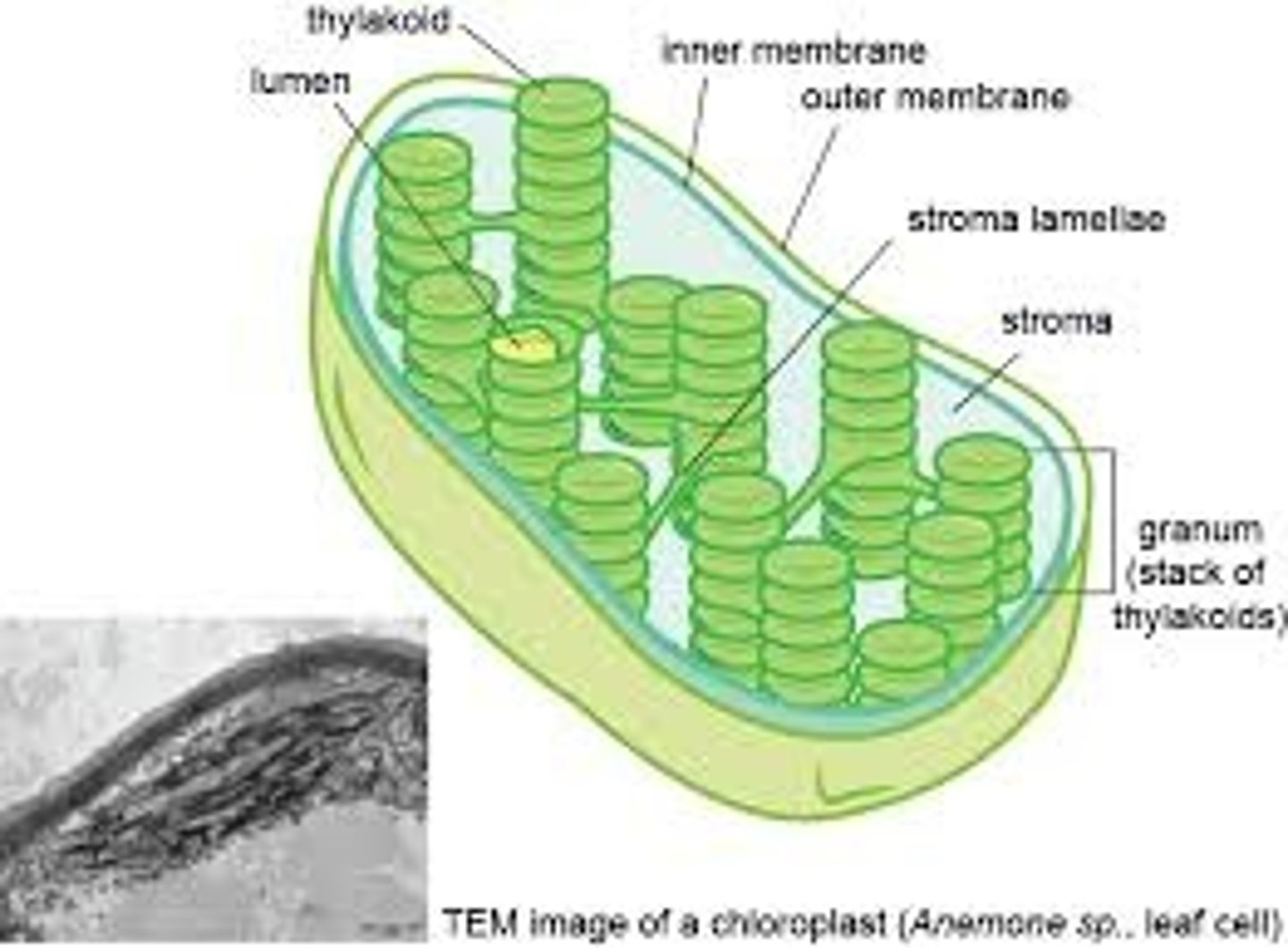 <p>Makes food through photosynthesis</p><p>Plant cells</p>