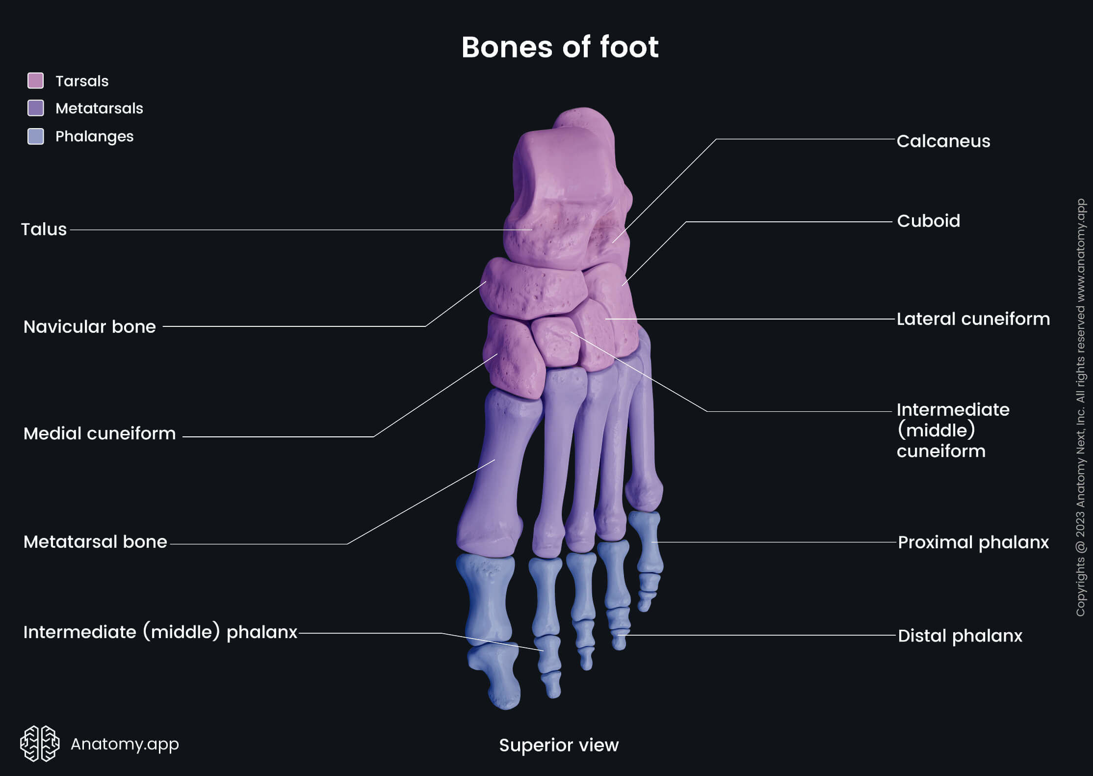 <p>The 7 bones of the ankle/midfoot. ๐ VISUAL LOCATION: ๐ฆถ The base of the foot near the ankle and heel area.</p><img src="https://upload.wikimedia.org/wikipedia/commons/thumb/3/36/Tarsal_bones.png/500px-Tarsal_bones.png" data-width="50%" data-align="center" alt="Tarsals Location" style="display: block; width: 50%; margin-left: auto; margin-right: auto;"><p></p>