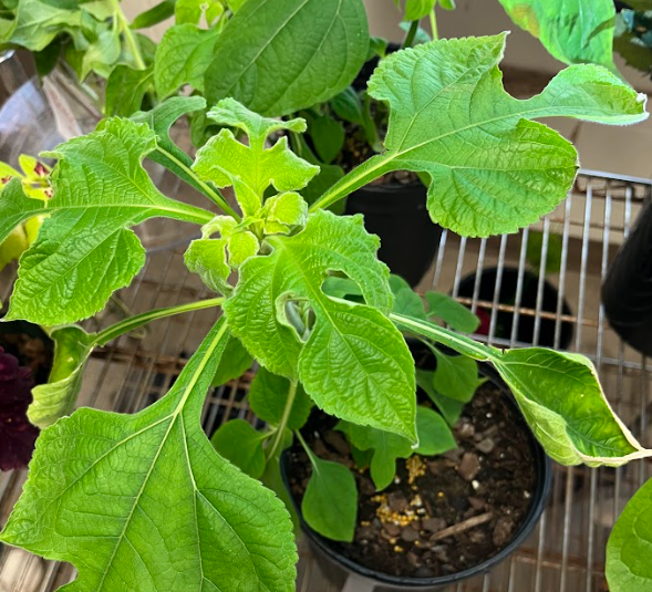 <ul><li><p>pubescent</p></li><li><p>5-6ft tall</p><ul><li><p>must be pruned</p></li></ul></li></ul><p></p>