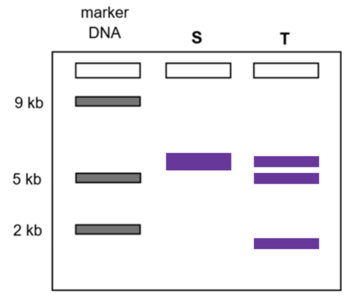 <ul><li><p><span style="background-color: transparent;">S: Double the thickness of the bands under T (S is HoD -> only normal 6kb allele)&nbsp;</span></p></li></ul><ul><li><p><span style="background-color: transparent;">T: Half the thickness of the band under S (S is He, has normal and mutated allele)&nbsp;</span></p></li></ul><p></p><p><span style="background-color: transparent;">Explain the results shown.&nbsp;</span></p>