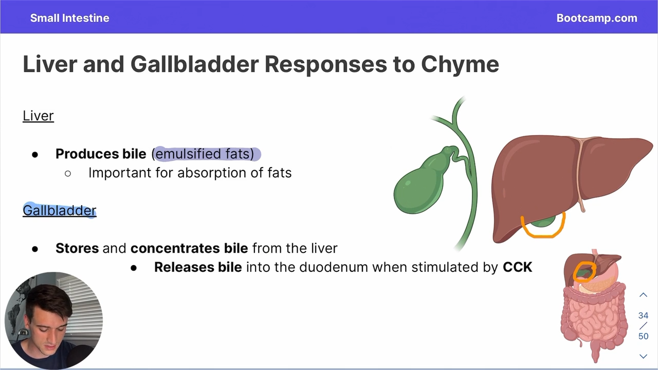 <p>it releases bile into the duodenum</p>