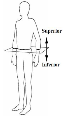 <p>What plane separates the <span style="color: rgb(44, 91, 18);"><strong>superior</strong></span> and <span style="color: rgb(44, 91, 18);"><strong>inferior</strong></span> portions?</p>