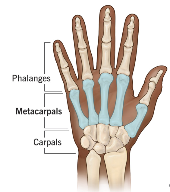 <p>count the metacarpals from right to left. </p>