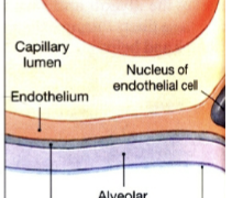 <p>From air space → alveolar epithelium → fused basement side 1 → fused basement side 2 → capillary endothelium → RBC membrane = <strong>5 total</strong></p>