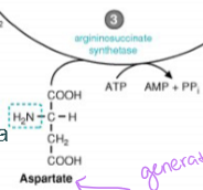 <p>it combines with aspartate (generated by the transamination reaction) to form argininosuccinate, which is catalyzed by argininosuccinate synthetase and requires ATP</p>