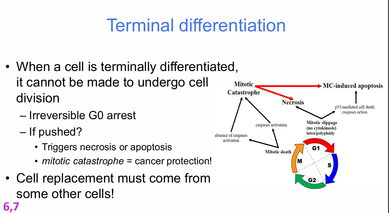 <p>What is terminal differentiation?</p>