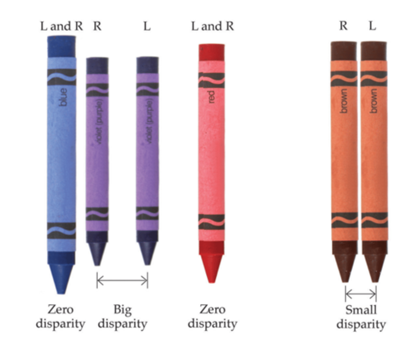 <p>- Crayons are arranged in particular order</p><p>- participant fixates on red crayon (zero binocular disparity)</p><p>- same happens to be true for the blue crayon</p><p>- but the distance of the purple and brown crayon in relation to the blue and red crayon changes</p>