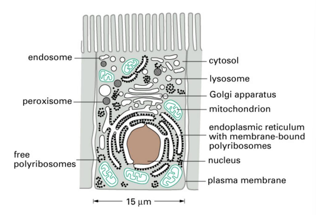 <ul><li><p>Cytosol = fluid around organelles (main part of cytoplasm)</p></li><li><p>Extracellular/secreted = outside cell</p></li><li><p>Plasma membrane = part of membrane</p></li><li><p>Membrane of organelles </p></li><li><p>Lumen of organelles = space within organelle</p></li></ul><p></p>