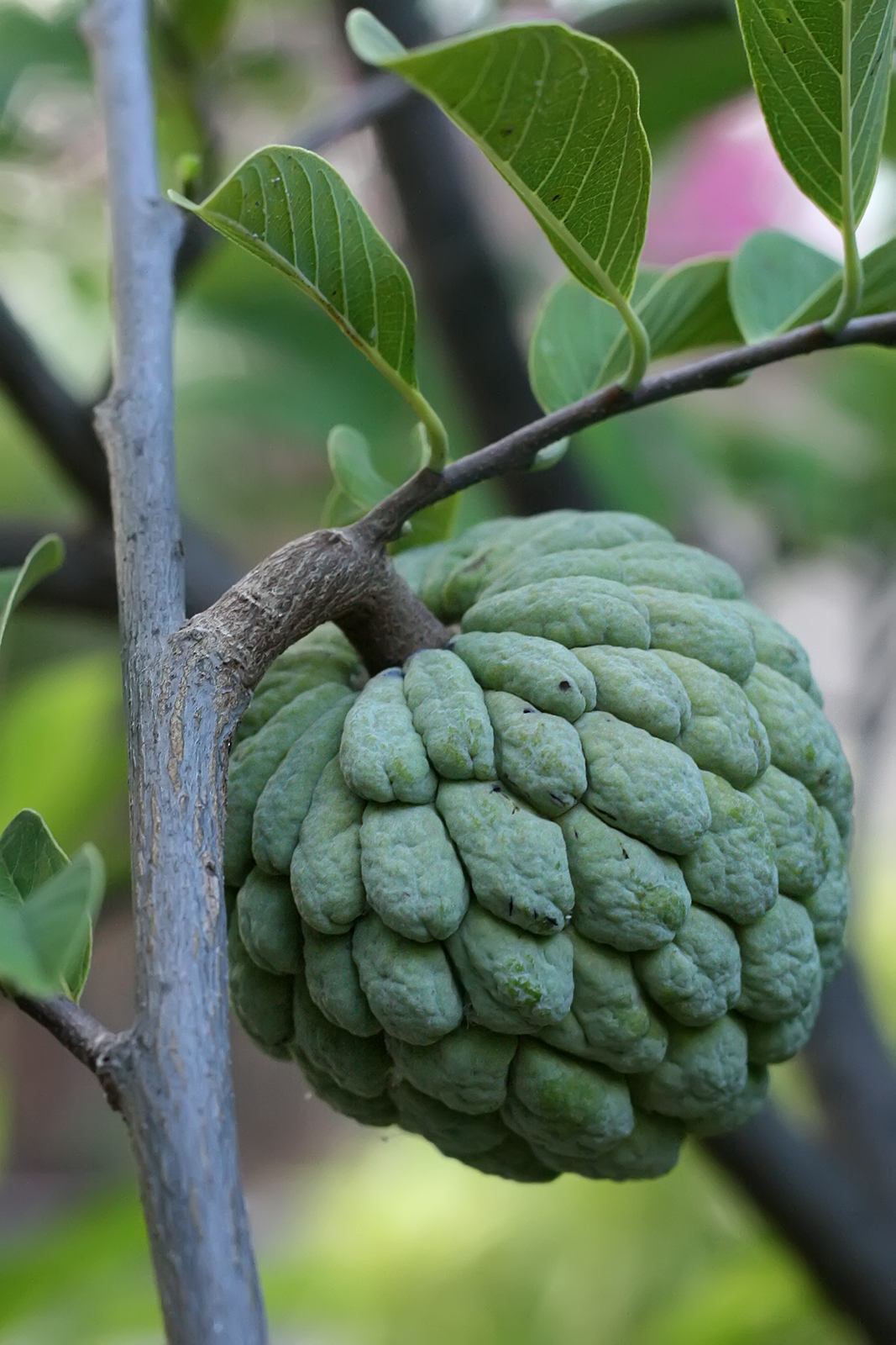<p><strong>Common Name</strong>: Sugar apple, sweetsop, custard apple</p><p><strong>Parts Used</strong>: <span style="background-color: transparent; font-family: "Helvetica Neue", sans-serif;">Fruit (pulp, peel, pericarp), seeds, leaves, bark, roots, stems, and twigs</span></p><p><strong>Use/s</strong>: Boils, epilepsy, fever, diarrhea, haemorrhage, and tumours, venereal diseases, etc.</p><p><strong>Major Metabolites</strong>: <strong>(Isoquinoline) alkaloids</strong>, diterpenes, phenolics, terpenoids, etc.; squamocin, bullatacin (acetogenins)</p>
