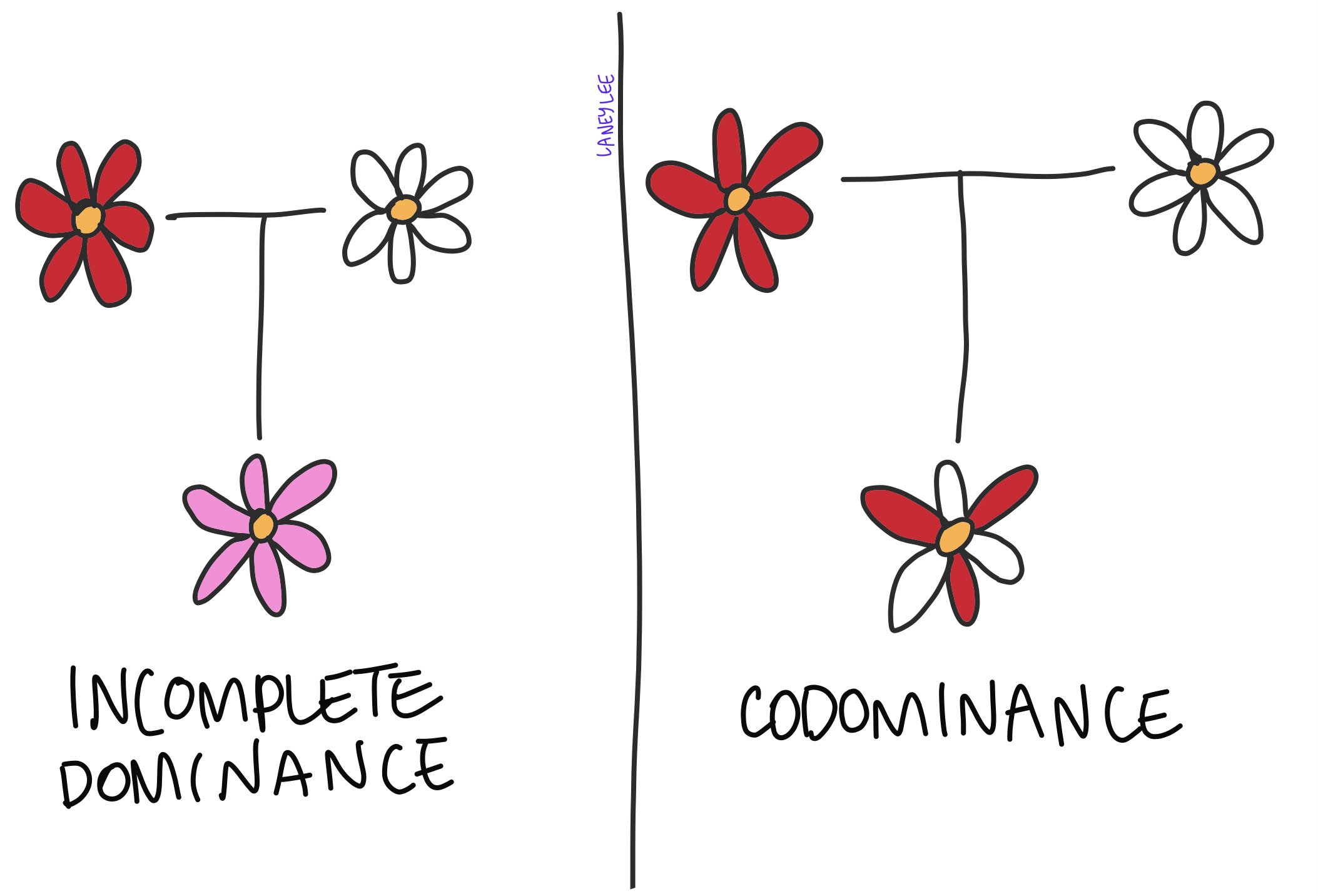 <p><strong>Incomplete </strong>is where both alleles are partially expressed, creating an “inbetween”</p><p><strong>Codominance </strong>is where both alleles are fully expressed</p>
