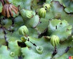 <p>Genus?</p>