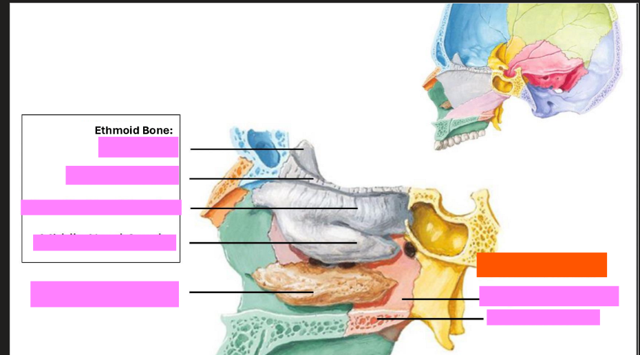<p>Label this diagram of the skull</p>
