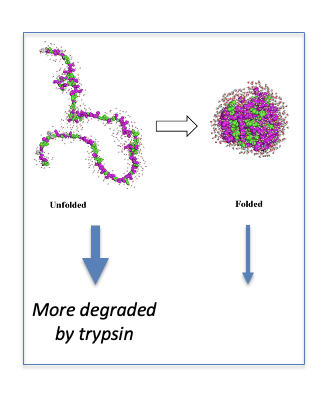 <p><span>(c). A longer exposure for the wt-<em>frq</em>&nbsp;strain was used in (c). Densitometric analyses of FRQ levels of three independent experiments in are shown. </span></p><ul><li><p><span>(d &amp; e) Western blots showing that FRQ from the f-<em>frq</em>&nbsp;strain grown at 18°C is more resistant to freeze and thaw cycles (d, n=2) and to trypsin digestion (e, n=4) than that from 25°C. Two asterisks indicate p value <0.01, and one asterisk indicates p value <0.05.</span></p></li></ul><p></p>