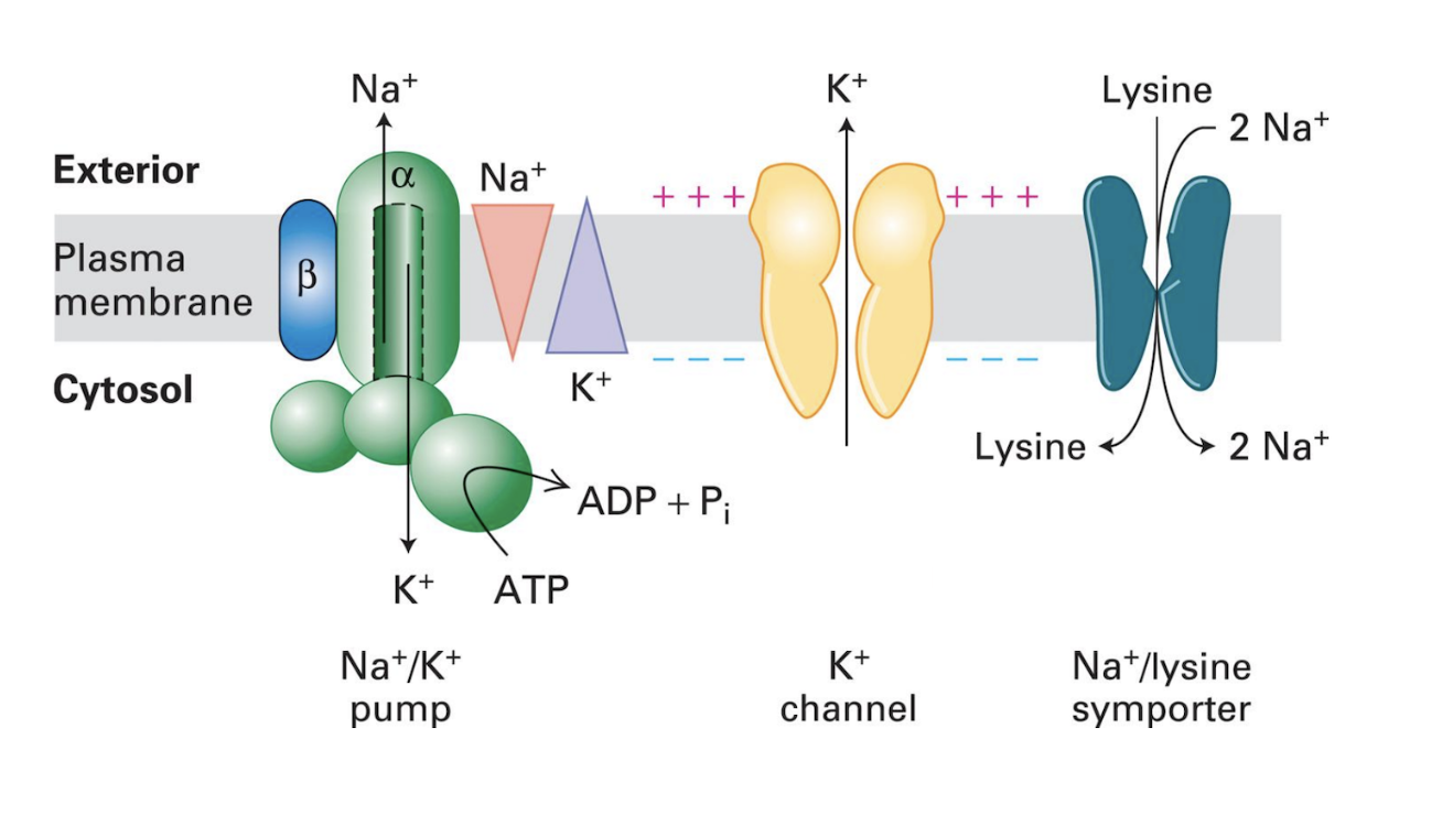 <p><span style="background-color: transparent;">All 3 Together (Amino Acid Import)</span></p><ol><li><p><span style="background-color: transparent;"><strong>Pump</strong>: <strong><u>Na+/K+ ATPase Pump</u></strong> = creates Na+/K+ concentration gradient</span></p></li><li><p><span style="background-color: transparent;"><strong>Channel</strong>: <strong><u>K+ channel </u></strong>= K+ flow down concentration gradient</span></p></li><li><p><span style="background-color: transparent;"><strong>Transporter</strong>: <strong><u>Na+/Lysine symporter</u></strong> = Na+ flows down electrochemical gradient&nbsp;→ powers uphill transport of Lysine</span></p></li></ol><p></p>
