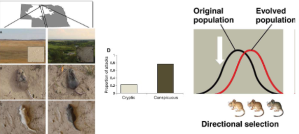 <p>Favors individuals at one end of the phenotypic range </p>