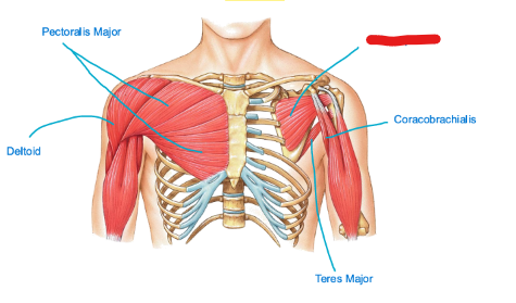 <p>A large rotator cuff muscle located on the anterior surface of the scapula, it is primarily responsible for shoulder internal rotation and stabilization of the humeral head within the glenoid cavity. This muscle is part of the <strong>shoulder joint</strong> (glenohumeral). <u>Locate what’s in red! </u></p>