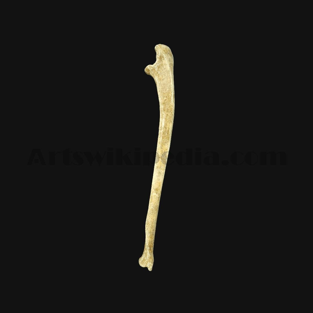 knowt flashcard image