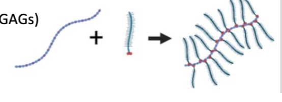 <p>Glycoproteins/Proteoglycans</p>