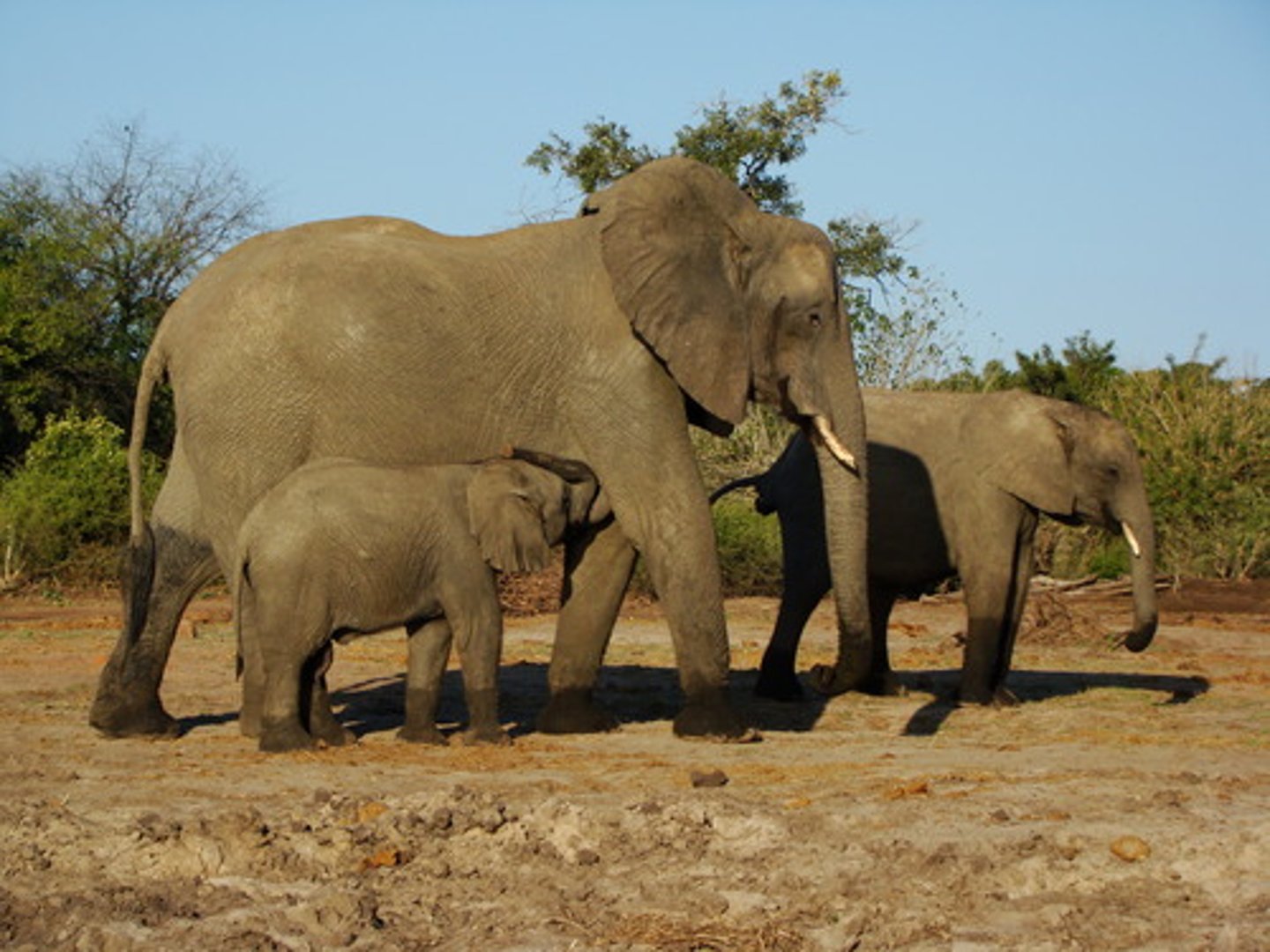<p>Males fight to demonstrate dominance and physical fitness to the watching females. Examples: Lions, elephants.</p>
