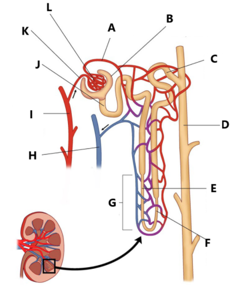 <p>Label the following diagram</p>