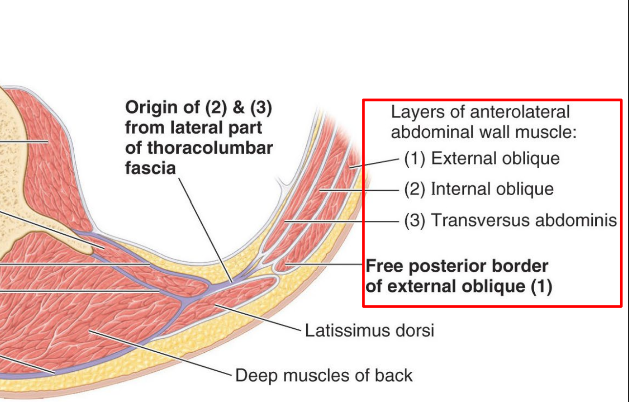 <p>2) Internal oblique</p><p>3) Transverse Abdominals</p>