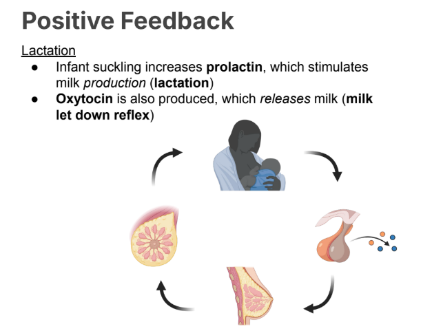 <ul><li><p>Infant suckling increases <strong>prolactin</strong>, which stimulates milk production (<strong>lactation</strong>)</p></li><li><p>Oxytocin is also produced, which releases milk (<strong>milk let down reflex</strong>)</p></li></ul><p></p>