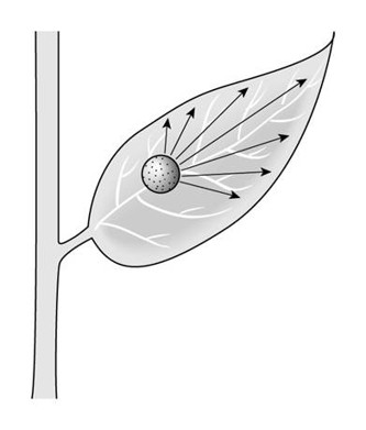 <p>Identify the type of systemic. Local or upward.</p>