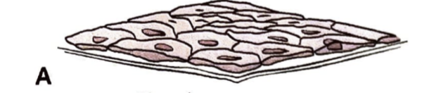 <p>Single lay of thin, flat cells with IRREGULAR outlines, forms continuous thin membranes, allows for passage of different substances; includes endothelium, mesothelium, and mesenchymal</p>