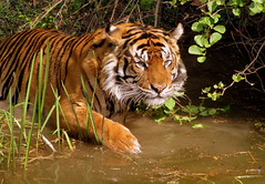<p>A big wild cat with orange fur and black stripes is a _____.</p>