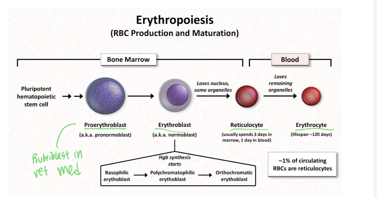 <p>production of erthrocytes</p><p>erthropoietin from kidneys stimulates production and the rate is controlled by oxygen need</p><p>reticulocytes → immature RBC that retain some ribosomes→ mature in blood after a few days </p>