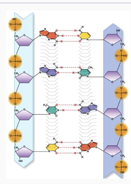 <p><strong>Hydrophobic effect and formation of DNA double helix</strong></p><p>CHARACTERISTICS</p>