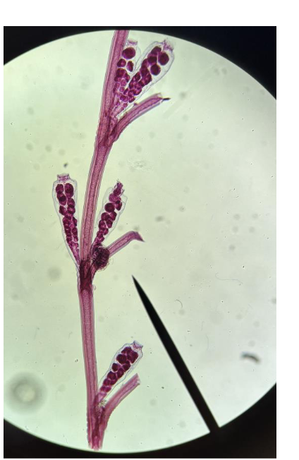 <p>what is this </p>