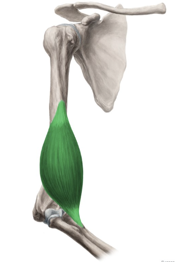 <p>brachialis</p>