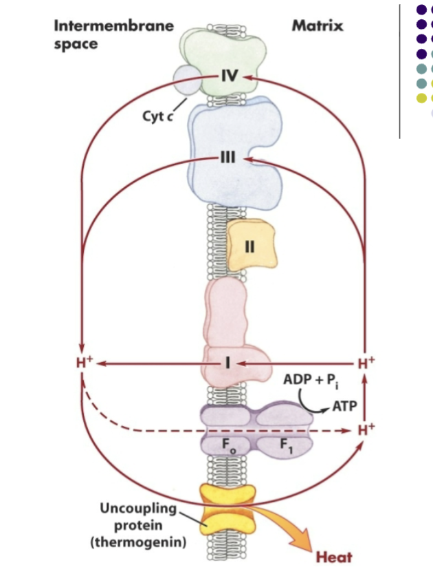 <p>In brown fat, oxidative phosphorylation can be uncoupled. An uncoupling protein is able to consume the proton gradient created by oxidation so that the rate of phosphorylation decreases, and thus the proton gradient will no longer be used for ATP synthesis but for heat </p>