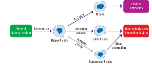 <ul><li><p>they do not produce antibodies</p></li><li><p>helper t cells activate the immune response when they recognise an antigen, stimulate replication of b cells, killer t cells and slowly stimulat suppressor cells</p></li><li><p>killer t cells destroy the pathogen</p></li><li><p>suppressor t cells stops the immune response when it is no longer needed</p></li><li><p>memory t cells remember how to activate the immune response if the antigen enters again</p></li></ul><p></p>