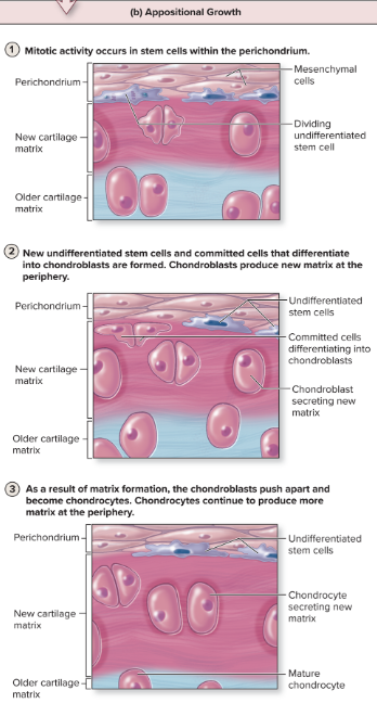 <p>Appositional growth </p>