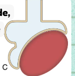 <p>Define <strong>Acquired Compressive Atelectasis</strong> based on its primary mechanism and listing the general physical causes acting from the outside:</p>