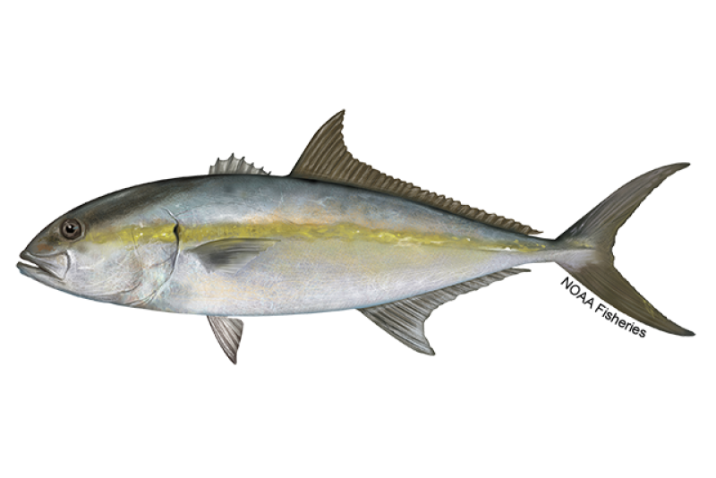 <p></p><p class="has-focus">Línea del ojo: Franja oscura (antifaz) desde la boca hasta la aleta dorsal.</p><p class="has-focus">Línea lateral: Una banda dorada o amarillenta recorre los lados de su cuerpo.</p><p class="has-focus">Aleta dorsal: Su primera aleta dorsal tiene exactamente 7 espinas.</p><p class="has-focus">Cuerpo: Es alargado, robusto y comprimido en los lados.</p><p class="has-focus">Color: Dorso gris azulado con vientre blanco plateado.</p>
