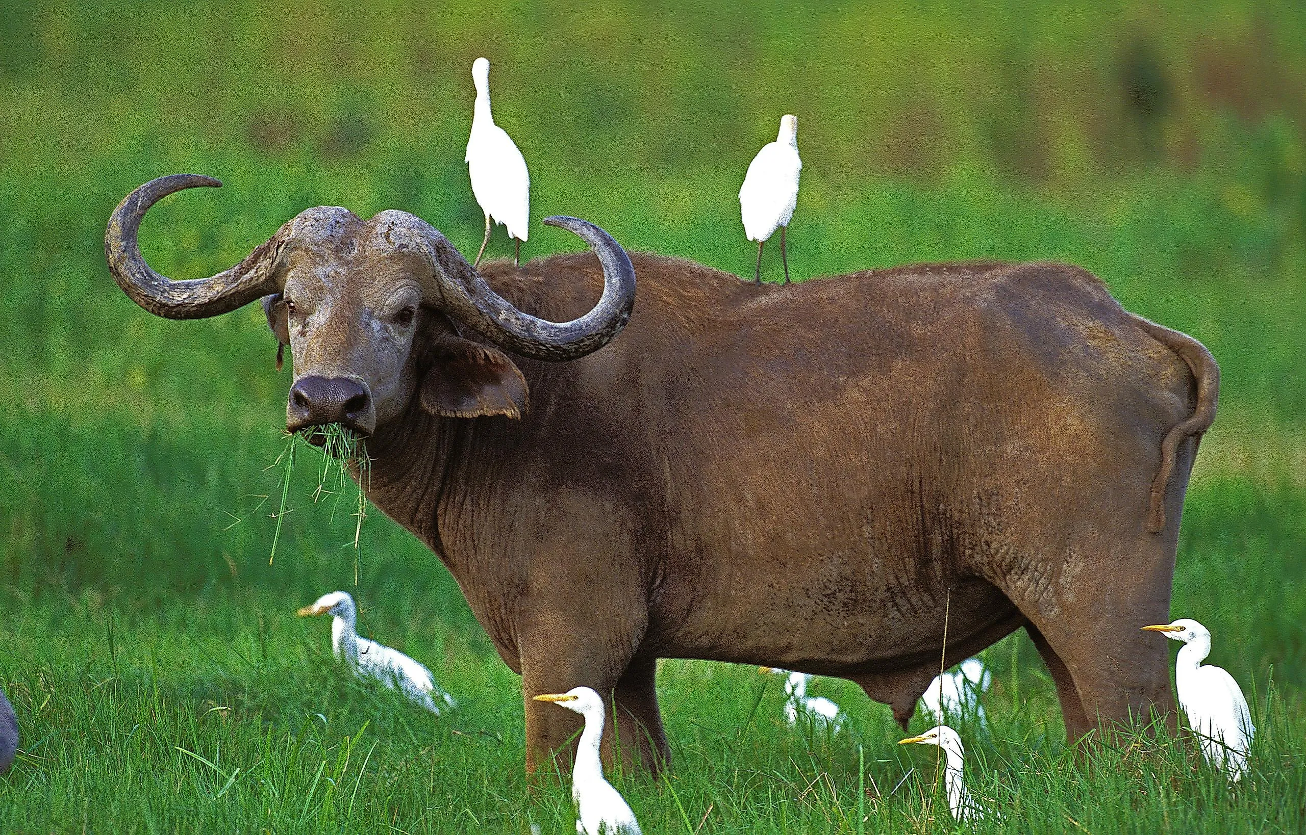 <p>An interaction between two species in which one benefits and the other species is neither harmed nor helped </p>