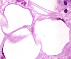 <p>Identify this cell</p>