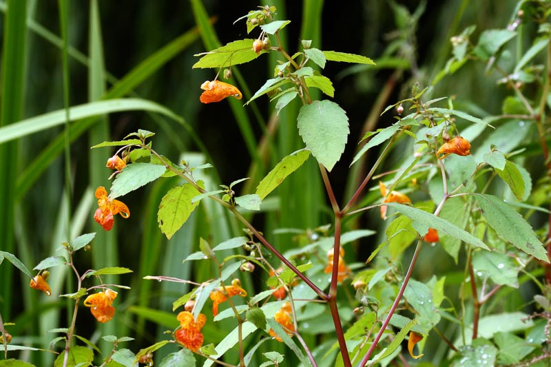 <p>translucent stems, orange flowers</p>